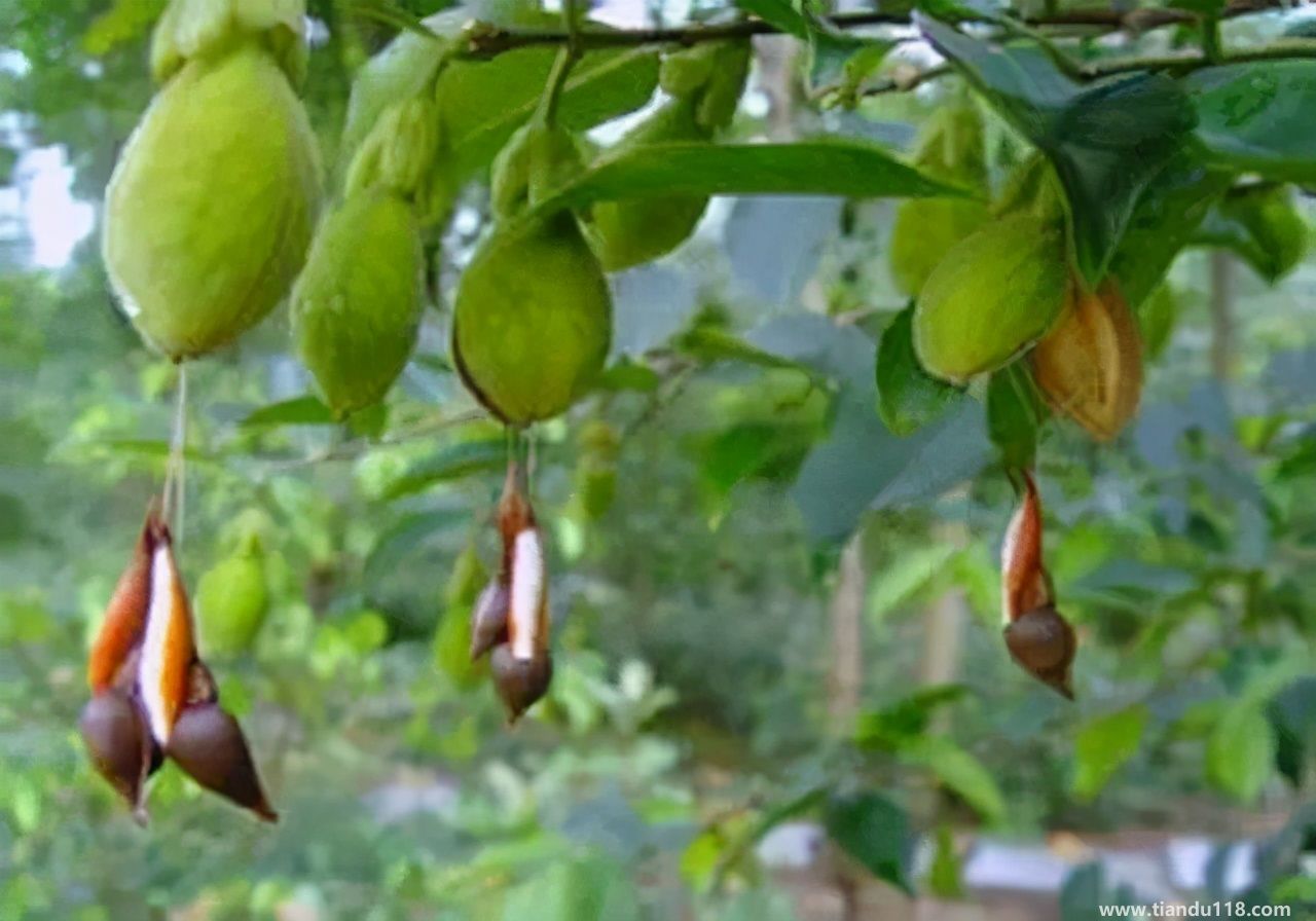 香港十大特產(chǎn)你吃過(guò)嗎？大灣網(wǎng)帶你來(lái)看看有哪些