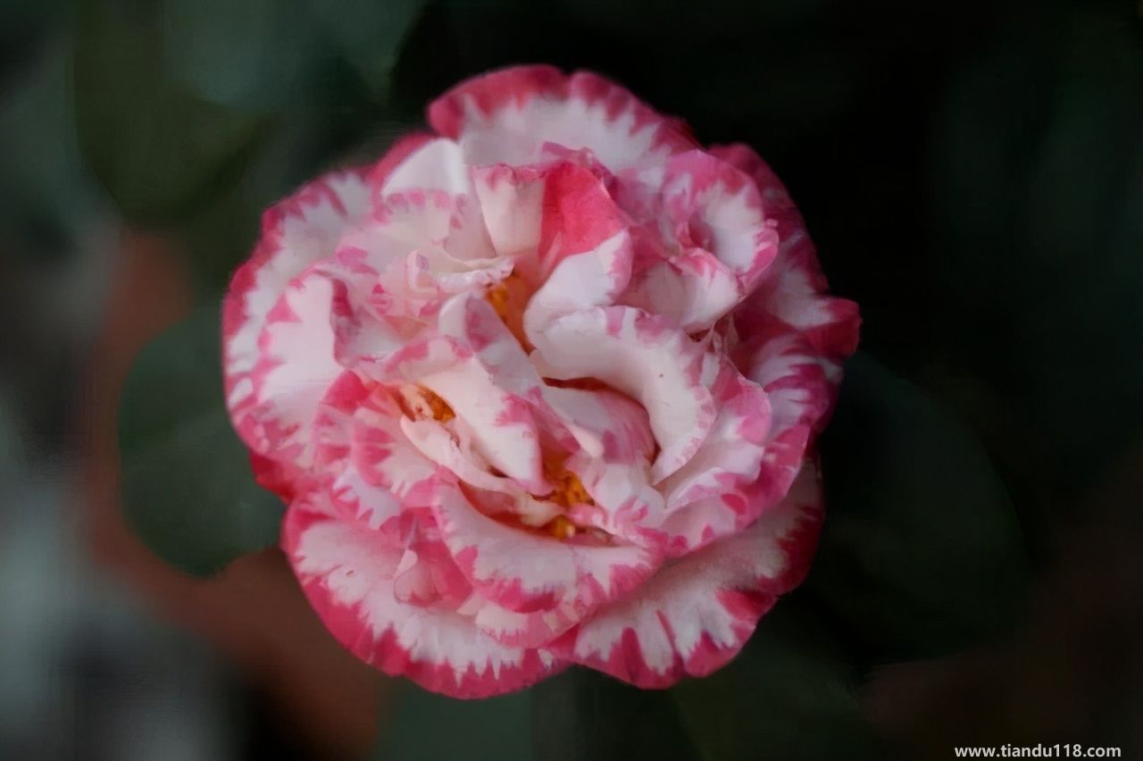 香港十大特產(chǎn)你吃過(guò)嗎？大灣網(wǎng)帶你來(lái)看看有哪些