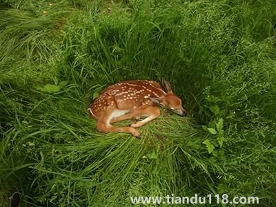 新冠在北美鹿群傳播 意味著什么 是否會(huì)重新傳染人