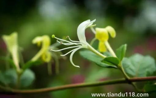 金銀花是蒸好還是不蒸好（金銀花蒸過(guò)和沒(méi)蒸過(guò)的效果哪個(gè)好）