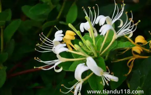 金銀花是蒸好還是不蒸好(金銀花蒸過和沒蒸過的效果哪個好)(圖3) 金銀花是蒸好還是不蒸好3