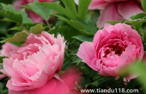 芍藥花骨朵幾天開(kāi)花（芍藥花期一般開(kāi)多長(zhǎng)時(shí)間）