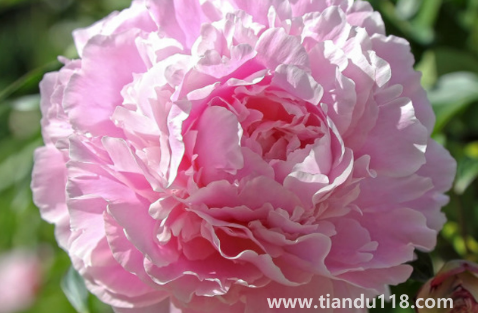 芍藥花花骨朵很多但不開(kāi)花（為什么芍藥花骨朵總是敗掉）