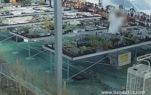 上海寶山一盆市價(jià)10萬(wàn)多肉被偷(警方:已采取刑事措施)(圖2) 上海寶山一盆市價(jià)10萬(wàn)多肉被偷(警方:已采取刑事措施)(圖2)