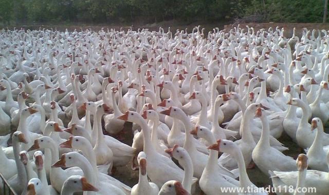 句容有哪些特產(chǎn)(句容特產(chǎn)排行榜)(圖5) 句容有哪些特產(chǎn)(句容特產(chǎn)排行榜)(圖5)