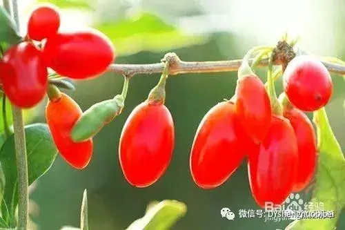 海西有哪些美食(海西十大特色美食排名榜)(圖4) 海西有哪些美食(海西十大特色美食排名榜)(圖4)