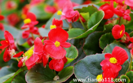 玻璃翠可以在室內(nèi)養(yǎng)嗎（玻璃翠什么時(shí)候開(kāi)花）