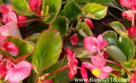 玻璃翠可以在室內養(yǎng)嗎2