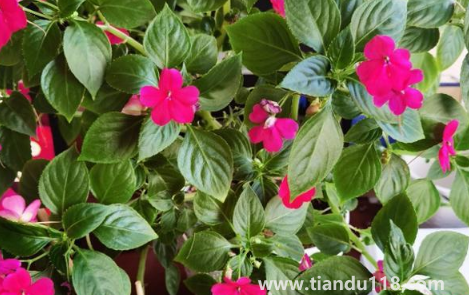 玻璃翠可以在室內養(yǎng)嗎3