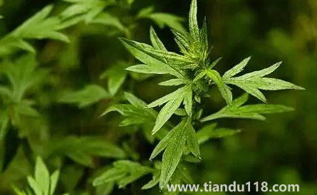 新娘床上放艾草寓意什么(新娘床上放艾草什么時(shí)候放)(圖1) 新娘床上放艾草寓意什么 1