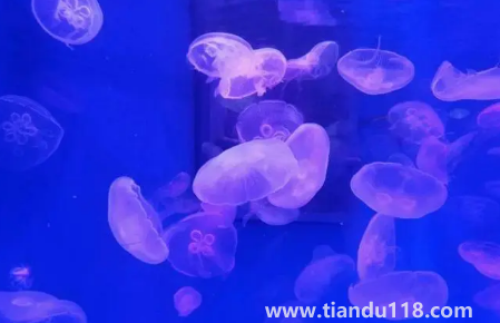 去海洋館穿藍色衣服好不好看(去海洋館衣服怎么穿)(圖3) 去海洋館穿藍色衣服好不好看3