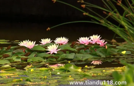 以后夏天會一年熱過一年嗎(為何近兩年溫度越來越熱)(圖1) 以后夏天會一年熱過一年嗎1