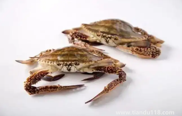 梭子蟹大的貴還是小的貴（梭子蟹多少錢(qián)一斤）