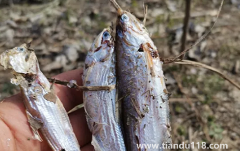 6000元一斤的長(zhǎng)江刀魚(yú)真的存在嗎(為什么刀魚(yú)價(jià)格那么貴)(圖2) 6000元一斤的長(zhǎng)江刀魚(yú)真的存在嗎2