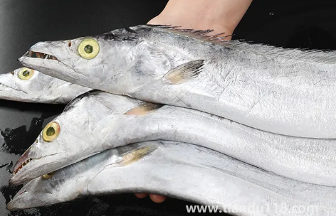 刀魚是淡水魚還是海魚(刀魚怎么養(yǎng)殖)(圖2) 刀魚是淡水魚還是海魚2