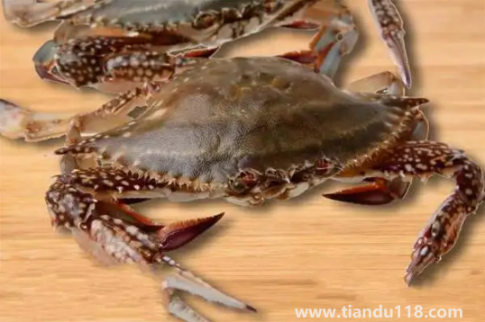 梭子蟹在運(yùn)輸過程中死了還能吃嗎(梭子蟹怎么保存)(圖3) 梭子蟹在運(yùn)輸過程中死了還能吃嗎3