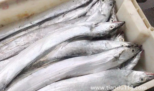 刀魚長什么樣子圖片(刀魚是保護(hù)動(dòng)物嗎)(圖2) 刀魚長什么樣子圖片2