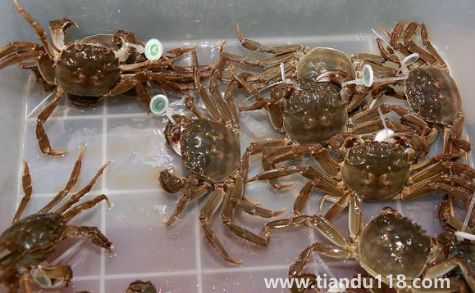 過(guò)水蟹到底是啥(過(guò)水蟹能吃嗎)(圖3) 過(guò)水蟹到底是啥3