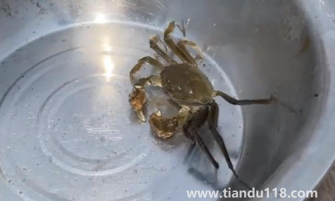 過(guò)水蟹到底是啥(過(guò)水蟹能吃嗎)(圖2) 過(guò)水蟹到底是啥2