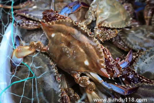 坐飛機(jī)可以帶梭子蟹嗎(梭子蟹可以天天吃嗎)(圖1) 坐飛機(jī)可以帶梭子蟹嗎1