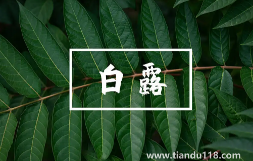 2022白露當(dāng)天出生好還是白露后出生好(白露生孩子要注意什么)(圖1) 2022白露當(dāng)天出生好還是白露后出生好1