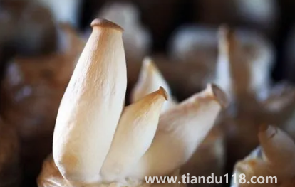 杏鮑菇切成片焯水嗎（杏鮑菇不焯水有毒嗎）