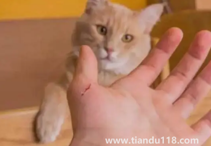 被貓抓了一下輕微破皮要打針嗎(被貓抓傷多少天過(guò)危險(xiǎn)期)(圖2) 被貓抓了一下輕微破皮要打針嗎2