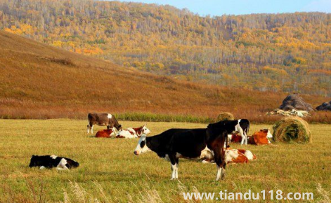 漠河九月份有極光嗎（九月份適不適合去漠河玩）