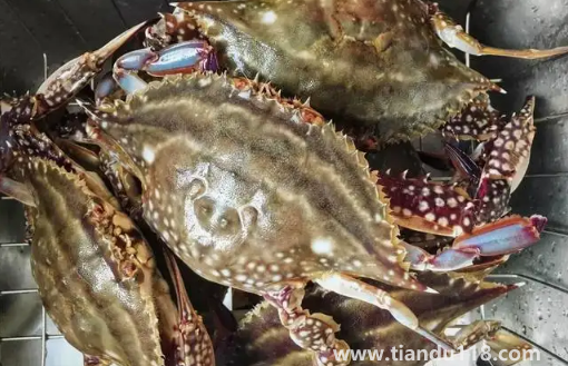 梭子蟹剛死放明天吃行嗎(梭子蟹怎么看死了多久)(圖1) 梭子蟹剛死放明天吃行嗎1