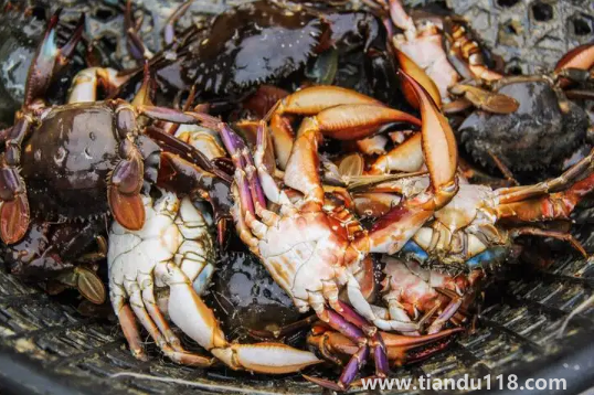 吃了死梭子蟹怎么辦(怎么看梭子蟹死沒(méi)死)(圖2) 吃了死梭子蟹怎么辦2