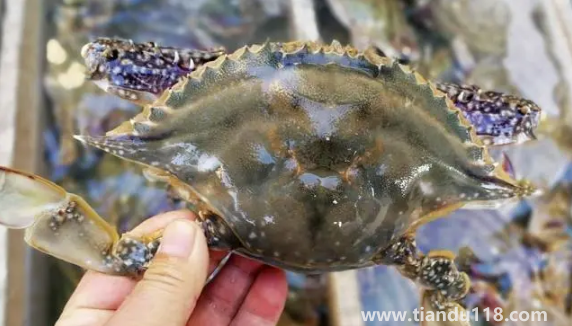 吃了死梭子蟹怎么辦(怎么看梭子蟹死沒(méi)死)(圖3) 吃了死梭子蟹怎么辦3