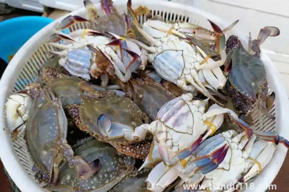 梭子蟹凍死了能不能吃了(梭子蟹怎么做好吃)(圖3) 梭子蟹凍死了能不能吃了3