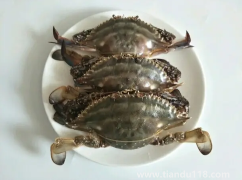 二母梭子蟹幾月最肥(梭子蟹怎么做好吃)(圖3) 二母梭子蟹幾月最肥3