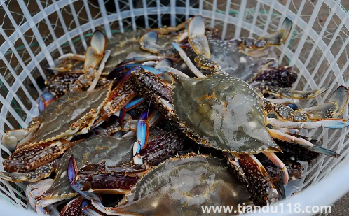 梭子蟹什么顏色是肥的(食用梭子蟹的注意事項(xiàng))(圖2) 梭子蟹什么顏色是肥的2