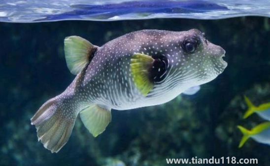 河豚哪里有毒最多最強(qiáng)(河豚有毒為什么還吃)(圖2) 河豚哪里有毒最多最強(qiáng)2