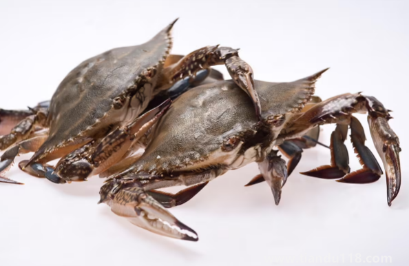 網(wǎng)購梭子蟹品質(zhì)有保證嗎(網(wǎng)購梭子蟹的技巧)(圖3) 網(wǎng)購梭子蟹品質(zhì)有保證嗎3