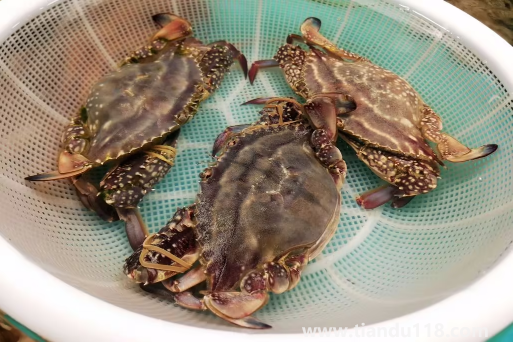 網(wǎng)上買(mǎi)梭子蟹為什么都是冷凍的（梭子蟹怎么保存較好）