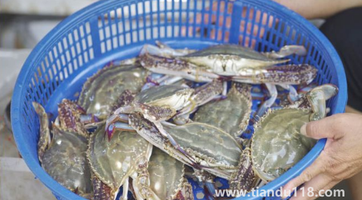 網(wǎng)上買(mǎi)梭子蟹是活的還是死的(梭子蟹寄過(guò)來(lái)死了能吃嗎)(圖3) 網(wǎng)上買(mǎi)梭子蟹是活的還是死的3