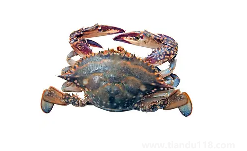 梭子蟹在網(wǎng)上買(mǎi)還是市場(chǎng)買(mǎi)（梭子蟹怎么挑選）