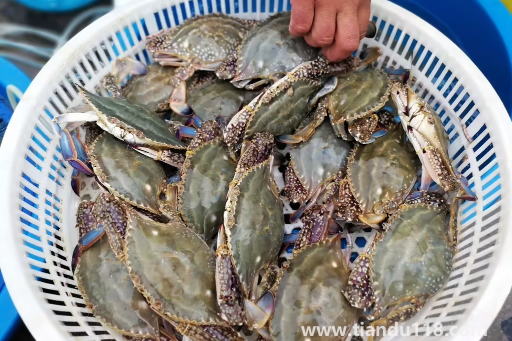 梭子蟹殺好后放到下午吃可不可以(梭子蟹怎么保存)(圖2) 梭子蟹殺好后放到下午吃可不可以2