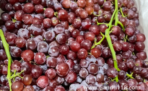 新疆玻璃脆葡萄好不好吃（新疆葡萄什么時(shí)候成熟）