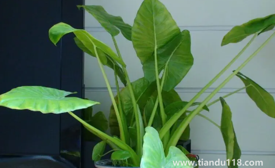 有小孩家庭適合放滴水觀音嗎3