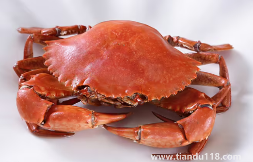 青蟹直接蒸可以嗎有營(yíng)養(yǎng)嗎(清蒸青蟹的做法步驟)(圖3) 青蟹直接蒸可以嗎有營(yíng)養(yǎng)嗎3