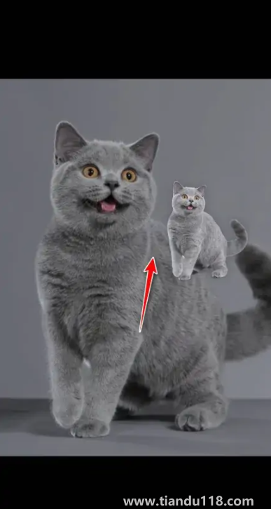 ios16摳圖可以放到哪里(iOS16摳圖怎么用)(圖5) ios16摳圖可以放到哪里5