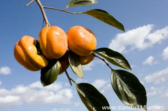 柿子和螃蟹間隔兩小時(shí)可以吃嗎(吃螃蟹不能吃什么)(圖2) 柿子和螃蟹間隔兩小時(shí)可以吃嗎2