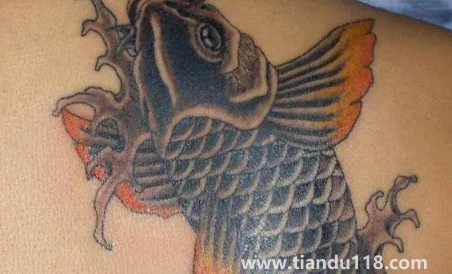 鯉魚(yú)可以隨便紋嗎(紋鯉魚(yú)哪些是要注意的)(圖2) 鯉魚(yú)可以隨便紋嗎2