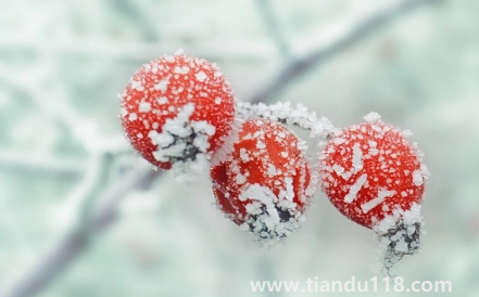 2022年霜降會(huì)提前嗎(先立冬還是先霜降)(圖1) 2022年霜降會(huì)提前嗎1