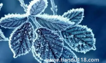 2022年霜降會(huì)提前嗎(先立冬還是先霜降)(圖3) 2022年霜降會(huì)提前嗎3