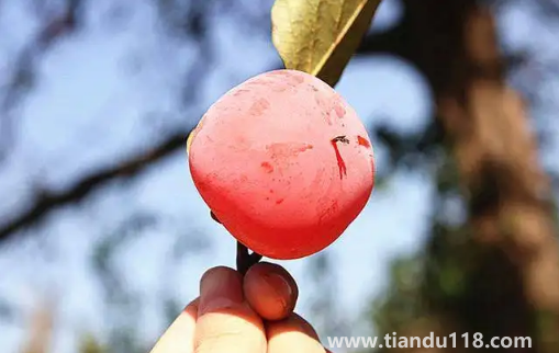 火葫蘆柿子和火晶柿子是一個品種嗎(柿子怎么挑選)(圖3) 火葫蘆柿子和火晶柿子是一個品種嗎3