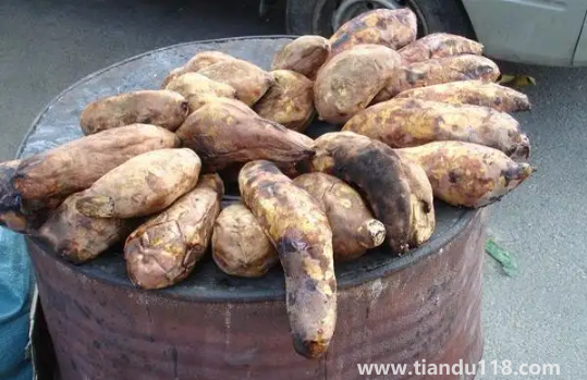 一個(gè)烤紅薯的熱量相當(dāng)于多少米飯的熱量(烤紅薯怎么吃減肥)(圖3) 一個(gè)烤紅薯的熱量相當(dāng)于多少米飯的熱量3